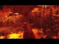 Police seize 600-plus marijuana plants