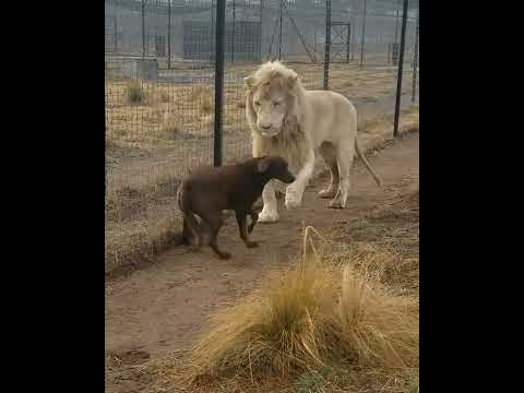 lion-asking-dog-for-forgiveness