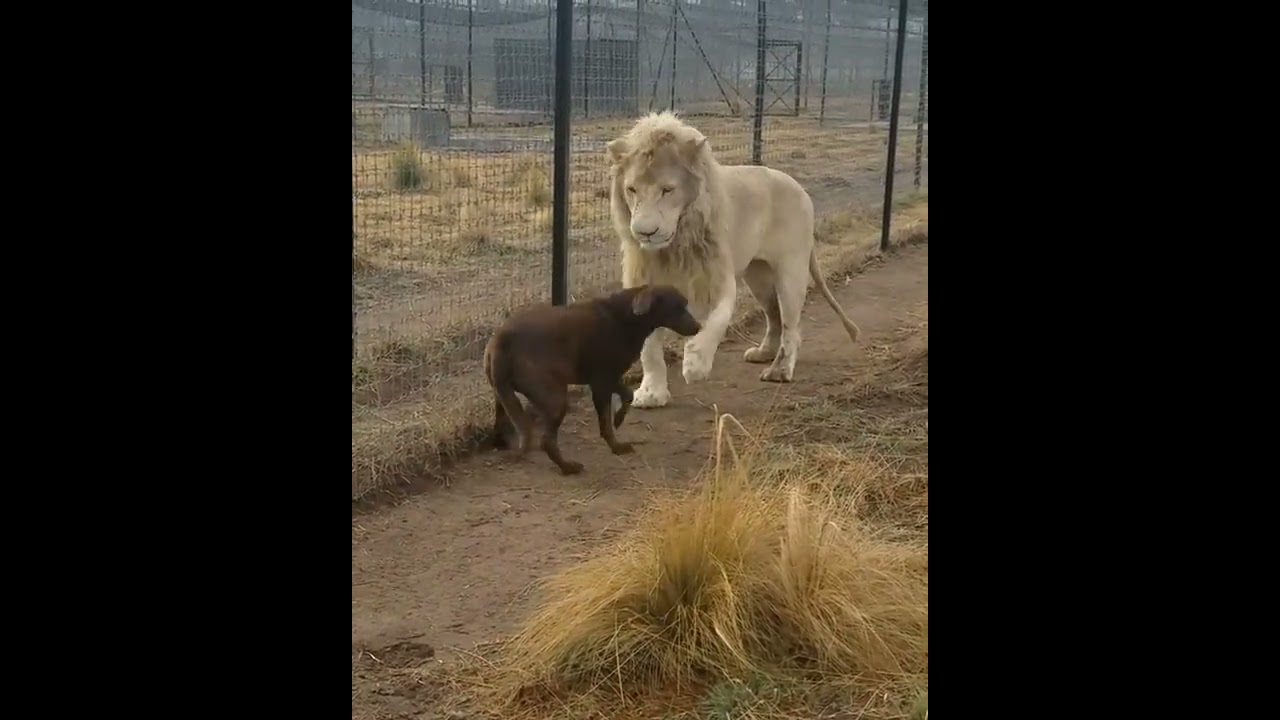 Lion Asking Dog For Forgiveness