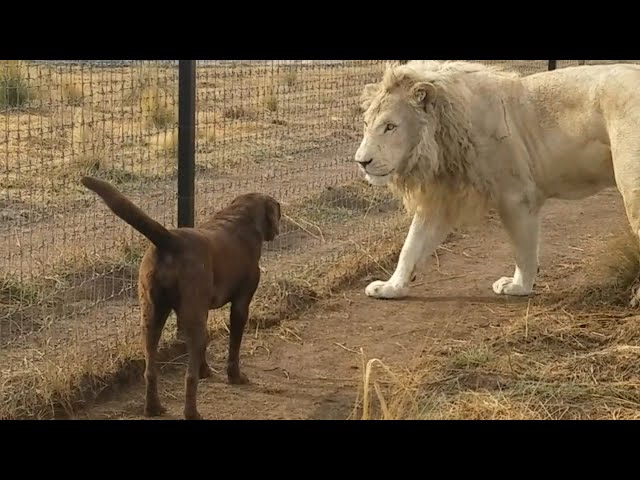 Lion asking dog for forgiveness class=