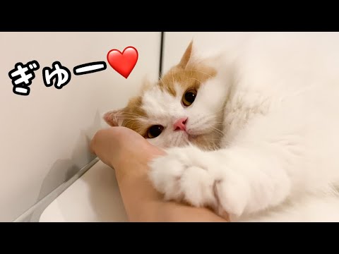 連休中ずっと一緒にいたらぎゅー！ が止まらなくなった猫