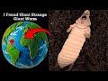 😱😶🌫️I Found Giant Strange Worm on google maps and google earth#map#earth#googleearth