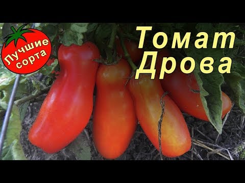 Томат Дрова Характеристика Описание Отзывы Фото