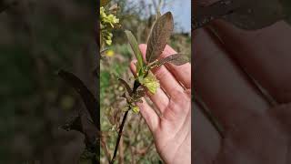 Honeyberry bushes in bloom, spring 2026