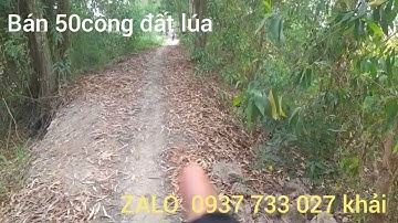 T728.bán 50công đất lúa.MT 90m.view kênh.Xã Tân Lập.Huyện Mộc.Tỉnh Long An