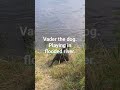 Dog loves playing in river.