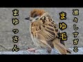 オモロイ雀が現れました 【すずめ日記】