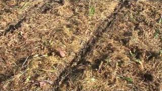 Pumpkins sprouting 8 Days after planting