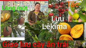 Hồng cây giống giá rẻ miền Tây giao lưu cây giống giá rẻ khế chua, cam mỹ, chanh mỹ 