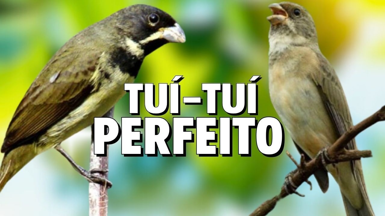 encarte tui tui COLEIRO PAPA-CAPIM com PROFESSOR