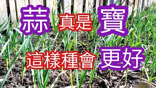 為什麼說蒜真是“寶