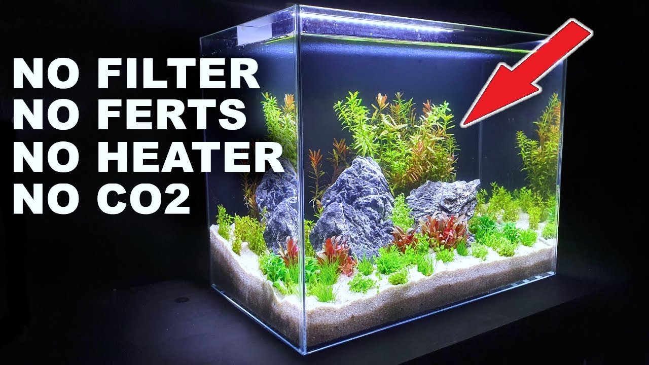 Nano Ecosystem Fish Tank You Can Put Anywhere! 