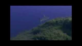 Immersione Con Squali A Lampione