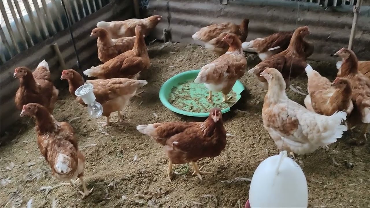 พาชมเล้าไก่