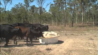 Nu-Tank Wheel Licker Feeder