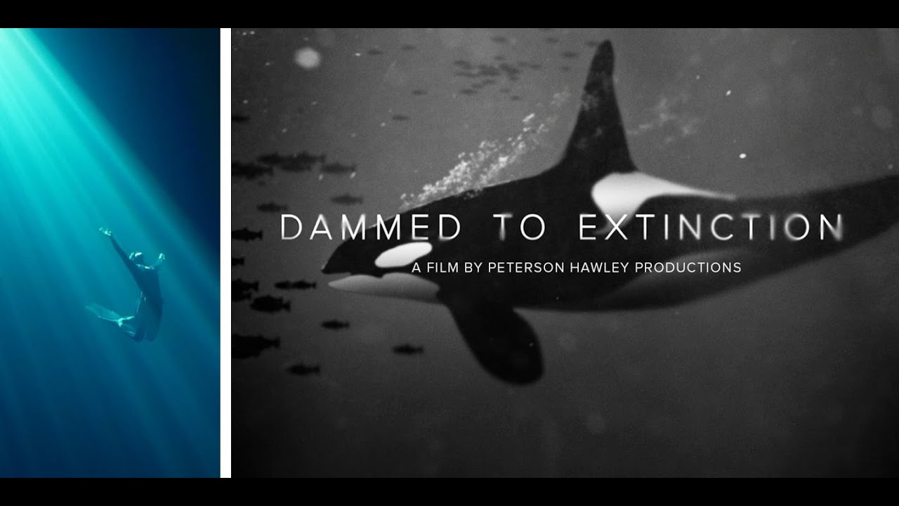 Wildlife Discussion of films 'Mermaids Against Plastic' and 'Damned to Extinction'