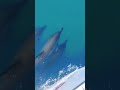 Дельфины сопровождают яхту #shorts #дельфины #черноеморе