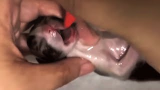 Lifeless Kitten Brought Back to Life With Emergency Care by Paws Vibes 47,269 views 10 months ago 5 minutes, 11 seconds