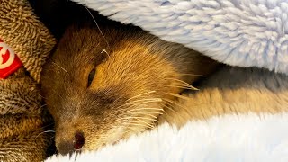 Tame the ferocious otter [Otter life Day 477]