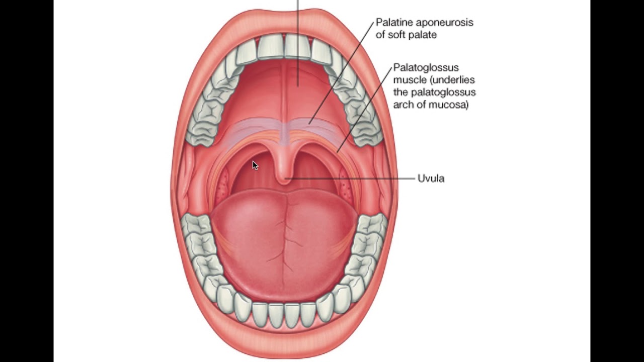 Границы полости рта. Полость рта строение анатомия. Ротовая полость анатомия зубы. Мягкое небо ротовой полости строение. Строение ротовой полости человека анатомия.