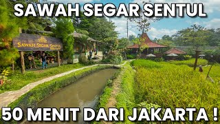 Wisata Kuliner & Jalan-Jalan ke Sawah Segar Sentul Bogor