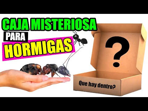 ABRO CAJA MISTERIOSA De HORMIGAS 🐜 QUE HABRÁ DENTRO❓