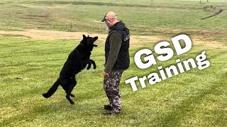 Dog training in the RAIN with my German Shepherd by Larry Krohn 1,050 views 1 month ago 1 minute, 17 seconds