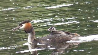 250520wittsee