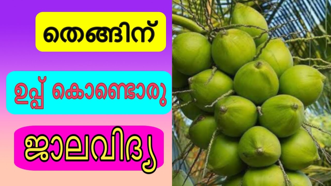 തെങ്ങിന് കല്ലുപ്പ് നൽകാം - Applying rock salt to coconuts