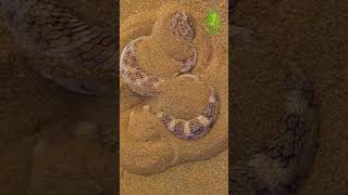 Venomous horned snake in Khuzestan#shortvideo #shortyoutube