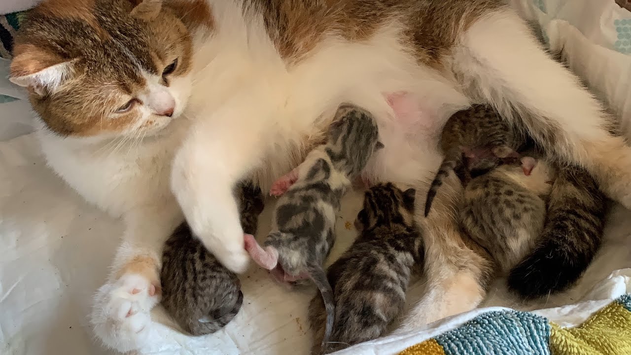 Watch What Happens When A Cat Gives Birth YouTube watch-what-happens-when-a-cat-gives-birth-youtube