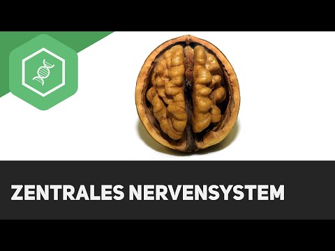 Das zentrale Nervensystem (ZNS)