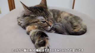 近づいてく距離感がカワイイ【長毛猫日記】 by ひまはなの日常【himahanalife】 107 views 8 months ago 3 minutes, 48 seconds