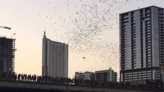 Austin bats at Congress St. bridge