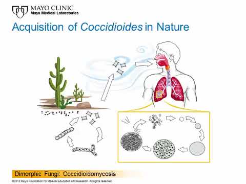 Video: Pulmonal Coccidioidomycosis: Typer, Symptomer Og Diagnose