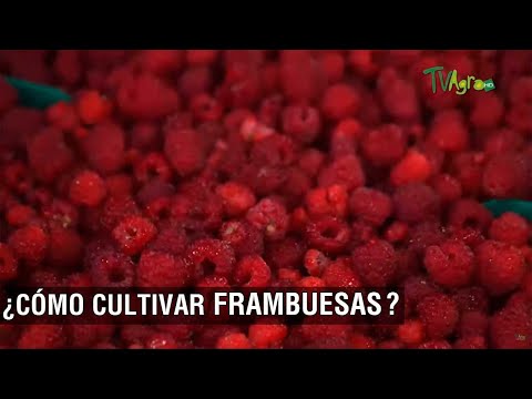 Video: Frambuesa común: descripción, plantación, beneficios