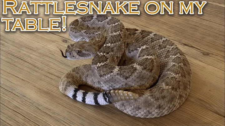 Arizona herping 2020. SNAKES EVERYWHERE