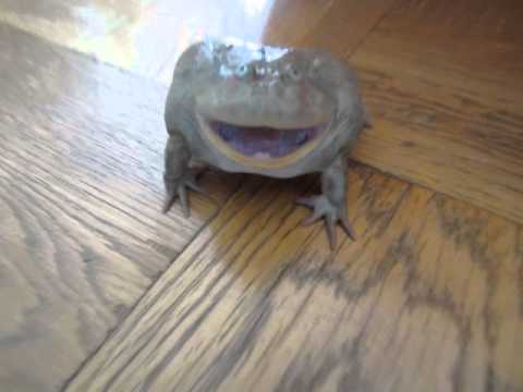 凄い声のバジェットガエル　Screaming　Budgett's　frog