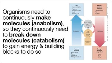 Metabolic logic part 1: Intro to metabolism & metabolic thermodynamics