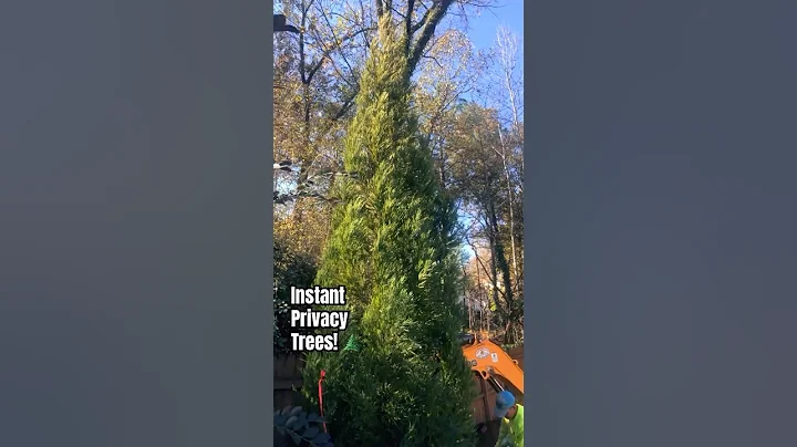 Can you say INSTANT privacy screen trees? 🌲 #wecandoit #tree #trees #landscape #evergreen
