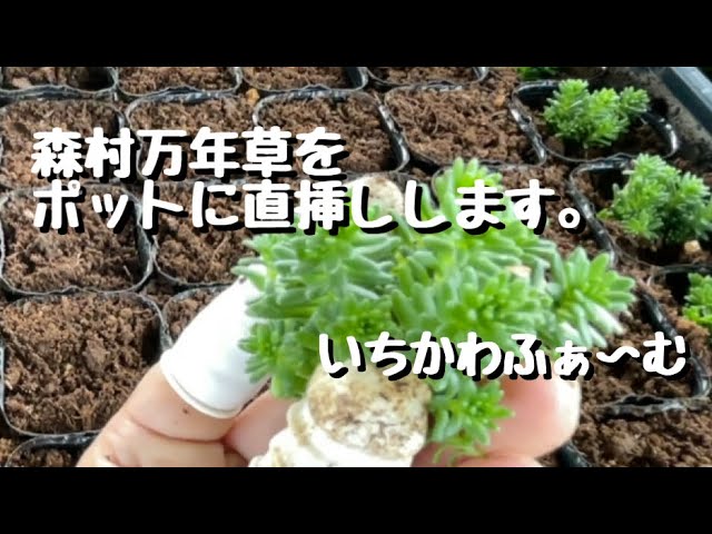 完売　　森で完全野生化！【朧月＊森村万年草】インドの可愛い鉢植え＊大小セットで！ 2025年最新】モリムラ万年草の人気アイテム - メルカリ