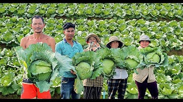 How to Grow Cabbage to Fast Harvest in 90 days - Farming Complete Guide from Planting to Harvest