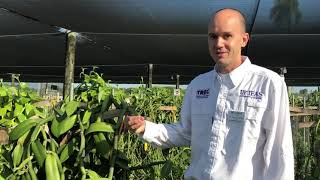 Vanilla Diversity Collection at UF/IFAS TREC  Dr. Alan Chambers