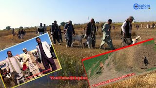 Rabbit Hunting Get 2 Gather | An Amazing Hunt | Khargosh Ka Shikar Perhal | @ExplorePotohar