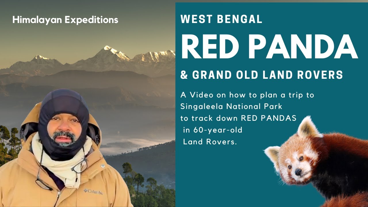 RED PANDA & GRAND LAND ROVERS OF WEST BENGAL I Экспедиции по дикой природе