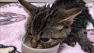 お風呂上りに寝ながらミルクをガブ飲みする子猫
