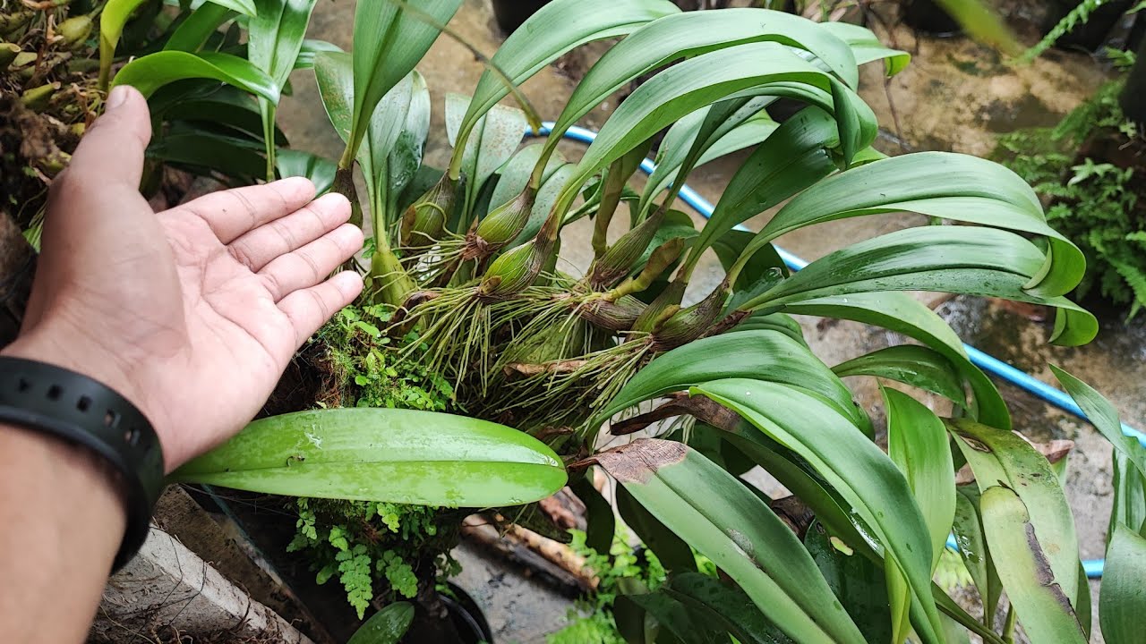 Merimbunkan dan Menyuburkan anggrek Bulbophyllum!! Gini Caranya !