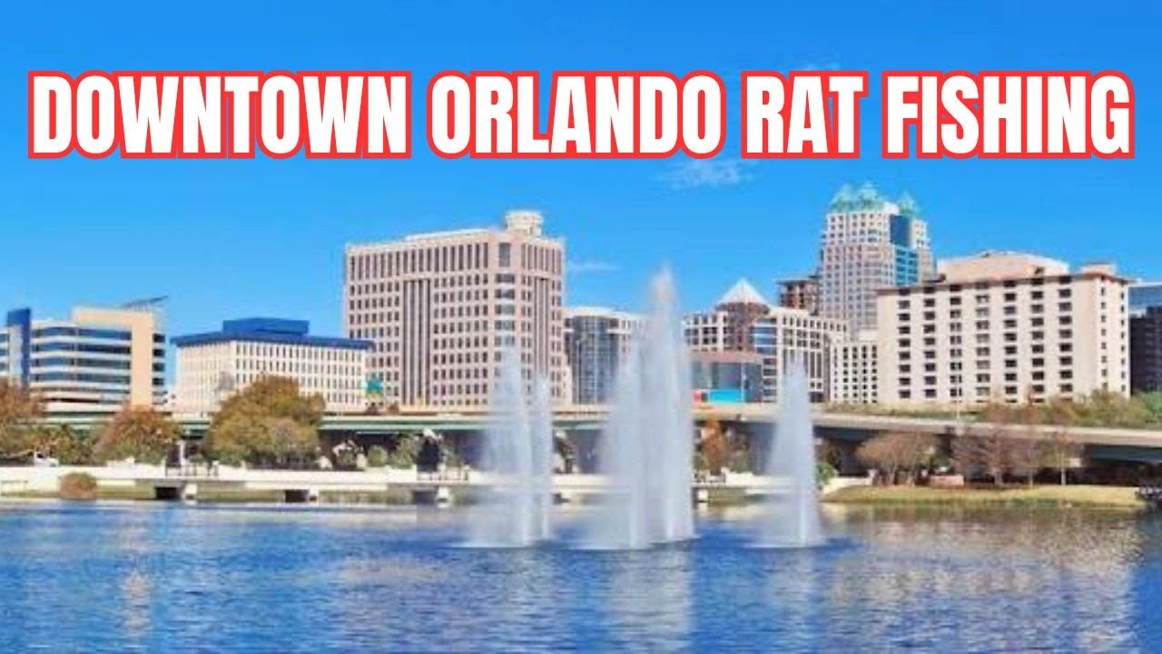 Ловля окуня с крысами в центре Орландо, Флорида (с использованием приманки Sacpigbaitco Mischief,...