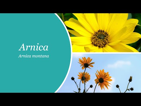Arnica - Arnica montana. Antisepticul natural.