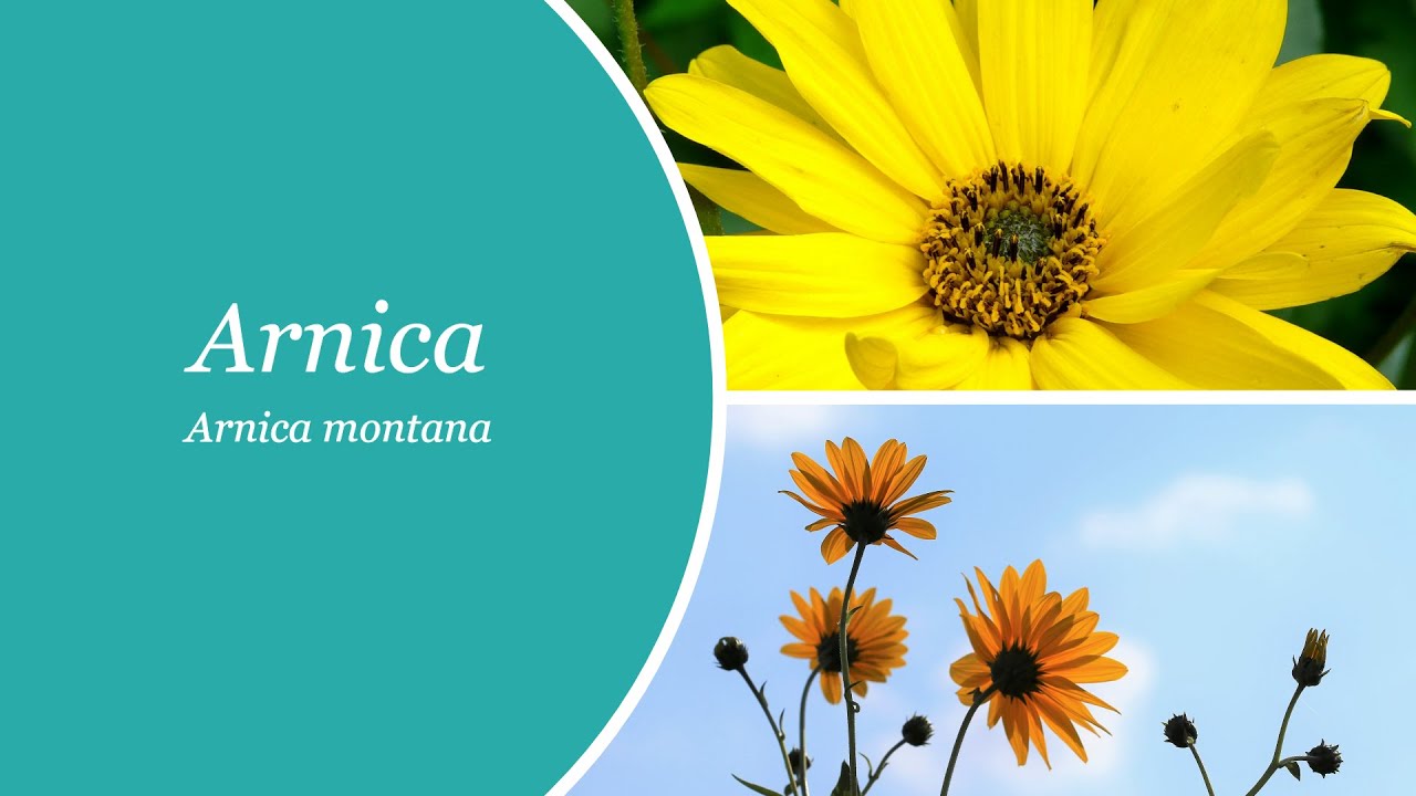 Arnica montana para que sirve